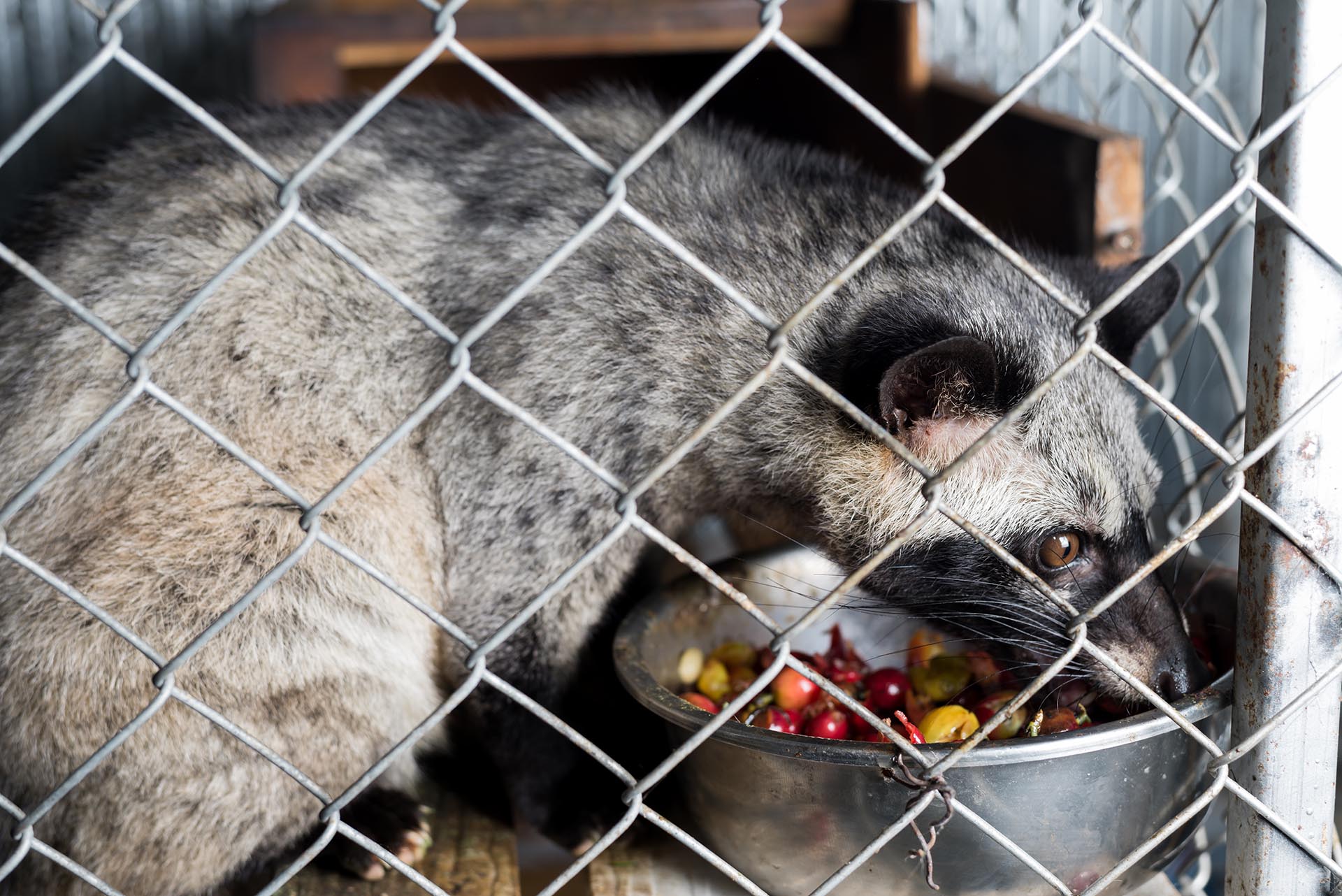 kopi luwak