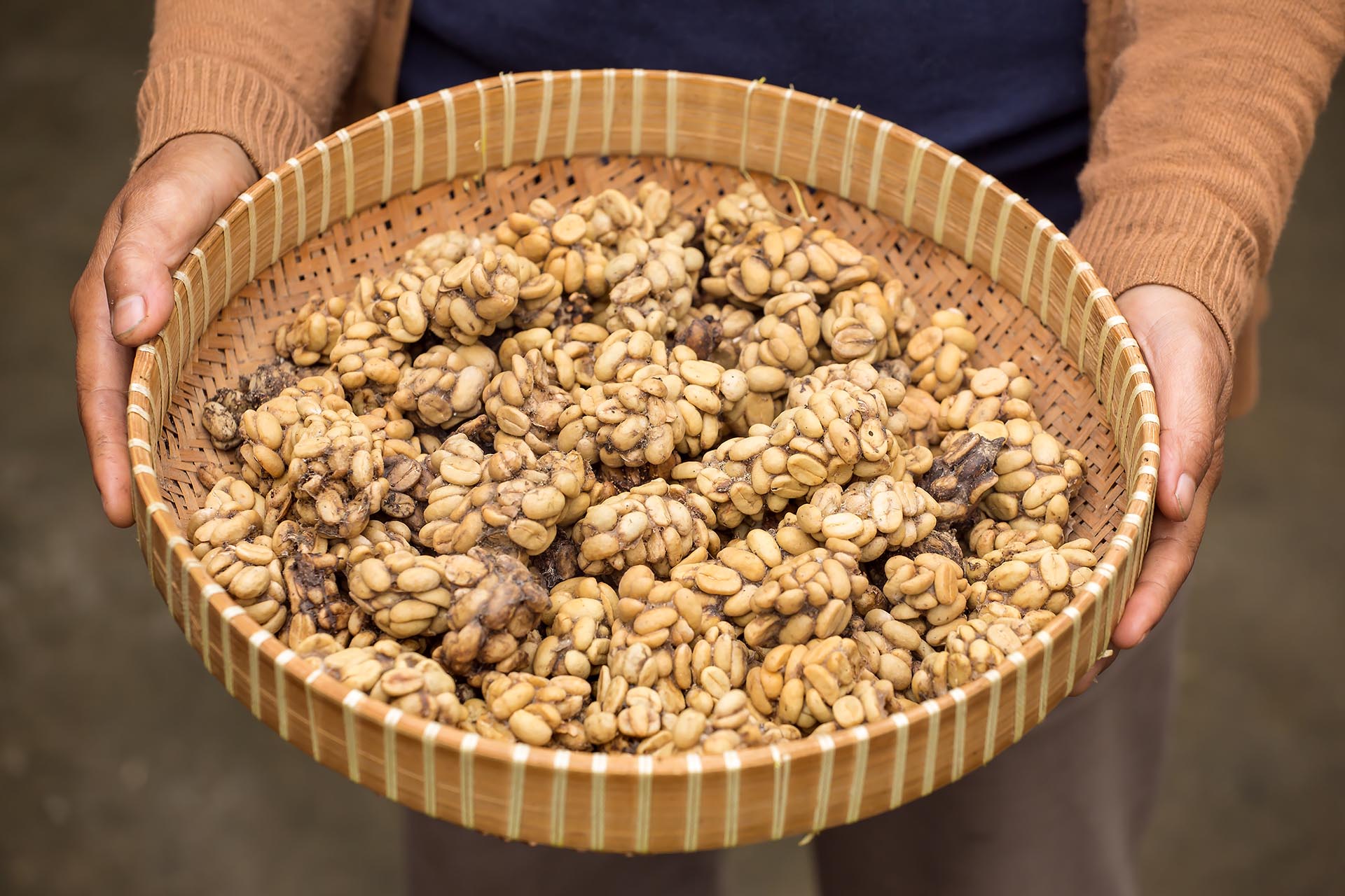 kopi luwak