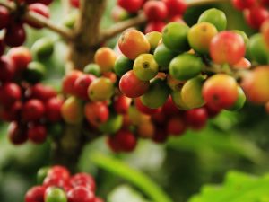 Terroir, varietal i masl - dlaczego kawa smakuje? Pochodzenie kawy a jej smak