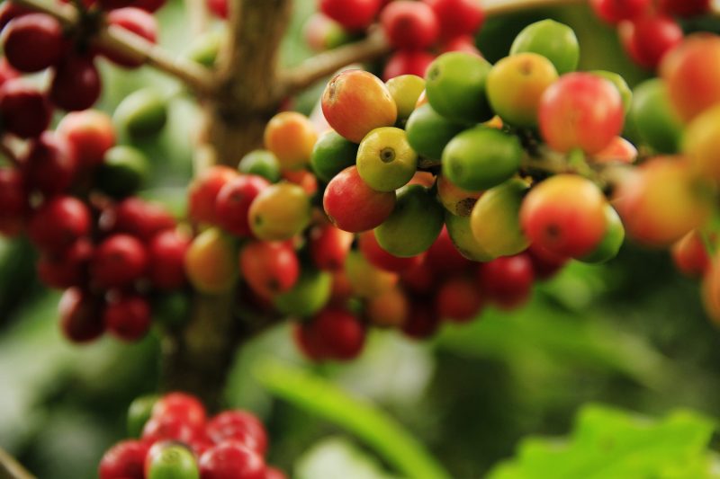 Terroir, varietal i masl – dlaczego kawa smakuje? Pochodzenie kawy a jej smak