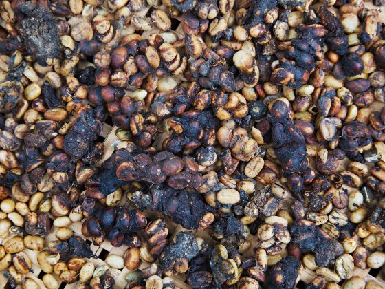 kopi luwak cena