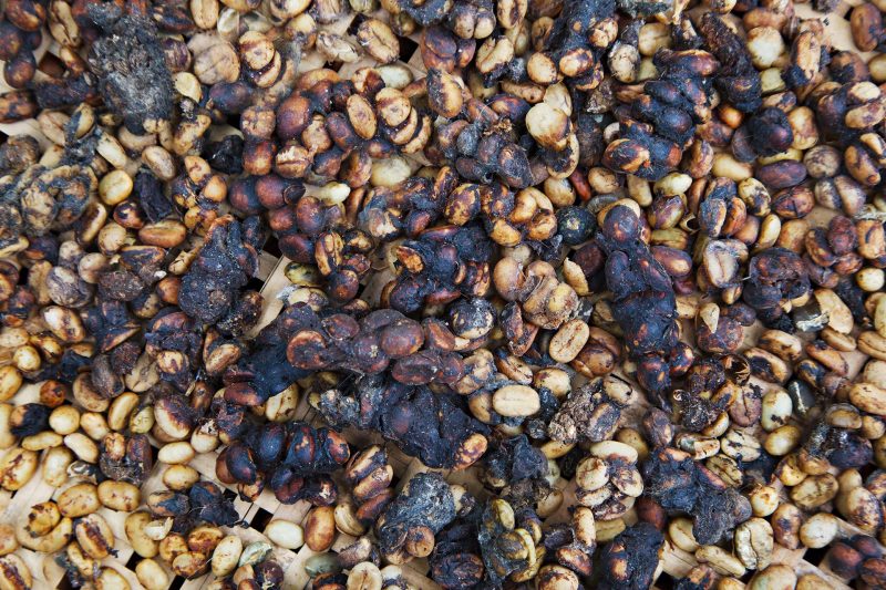 Kopi Luwak. Smrodek biznesowego mitu. Czy to faktycznie najlepsza i najdroższa kawa na świecie?