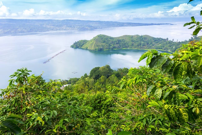 Uprawa kawy w Indonezji