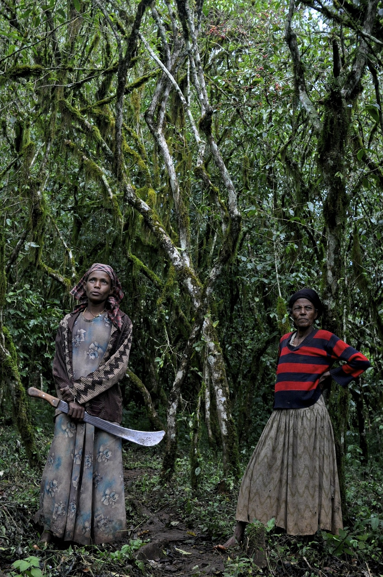 Etiopia, kawowiec, regiony kawowe