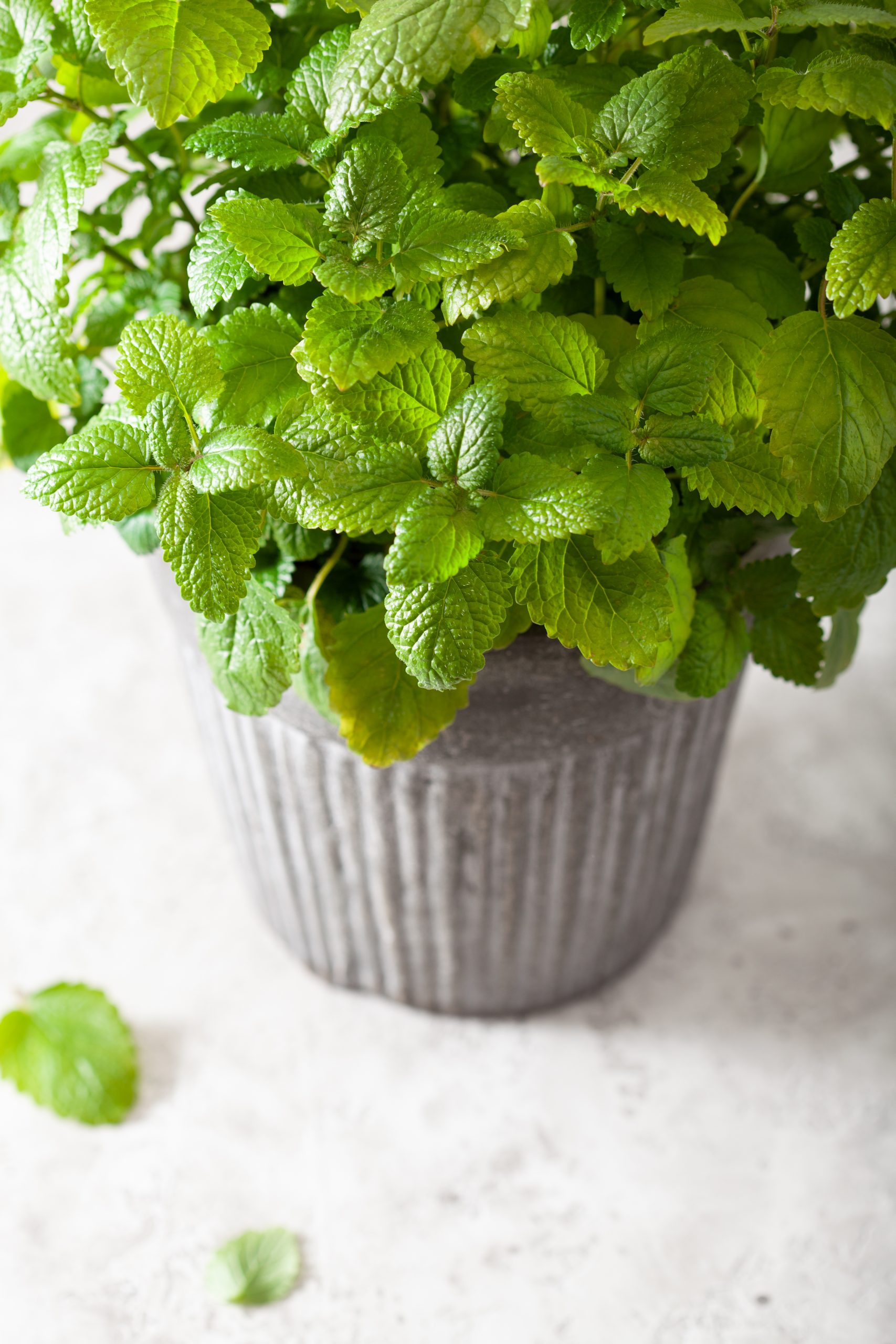 Czy można łączyć melisę z rumiankiem?