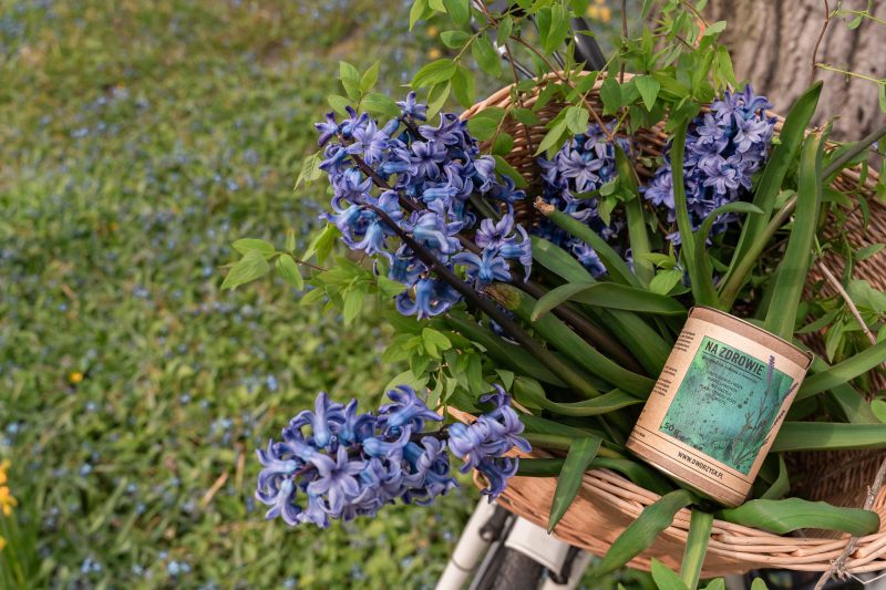 herbata na zdrowie dworzysk