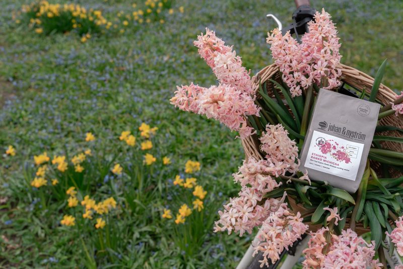 przelew maja etiopia guji