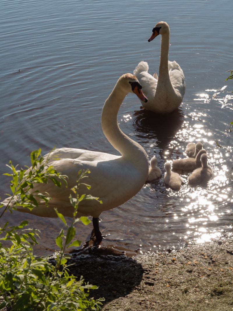 łabędzie w eko-parku w Koszalinie