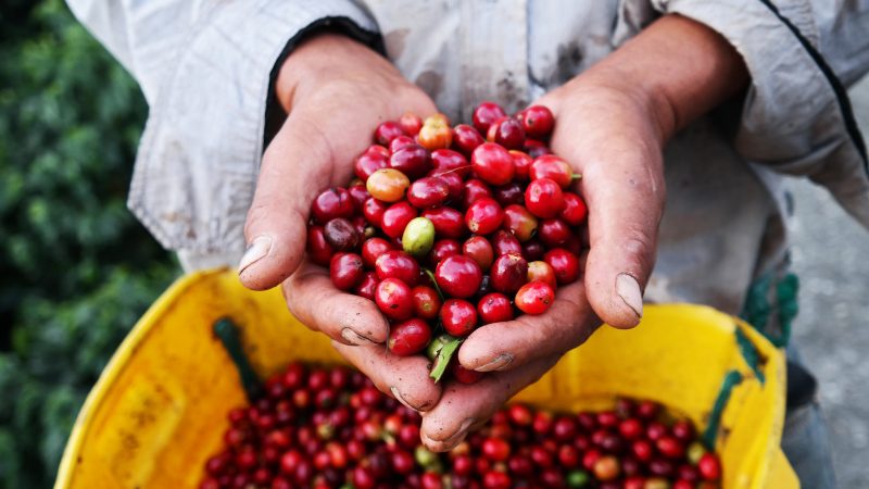 coffee cherries