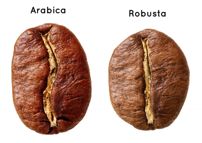 arabica vs. robusta