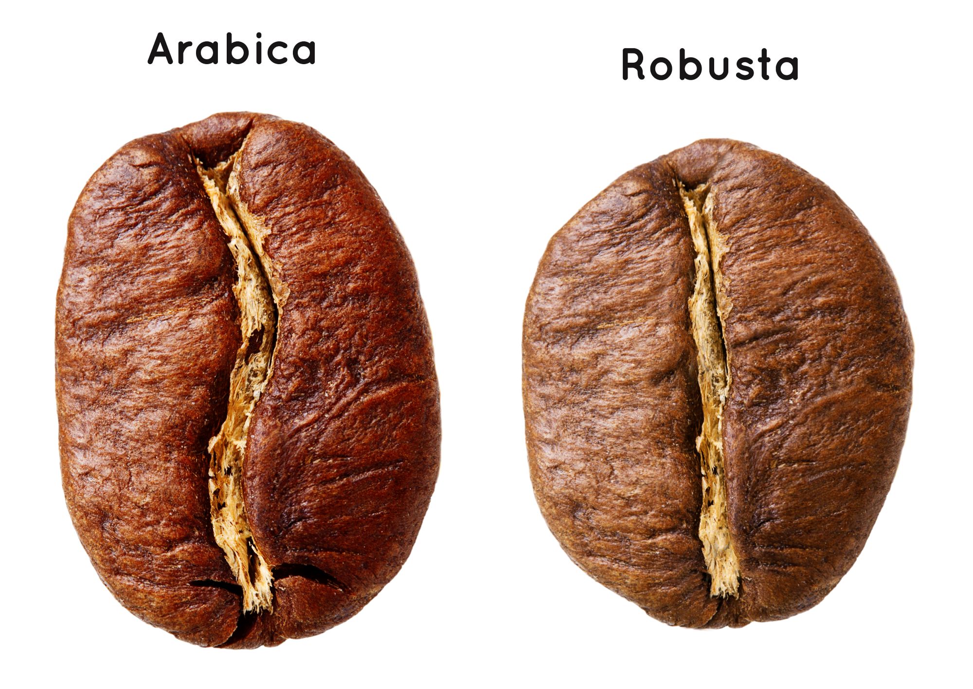 Arabica Czy Robusta Jakie S R nice Blog Coffeedesk pl Arabica Czy Robusta Jakie S R nice Blog Coffeedesk pl