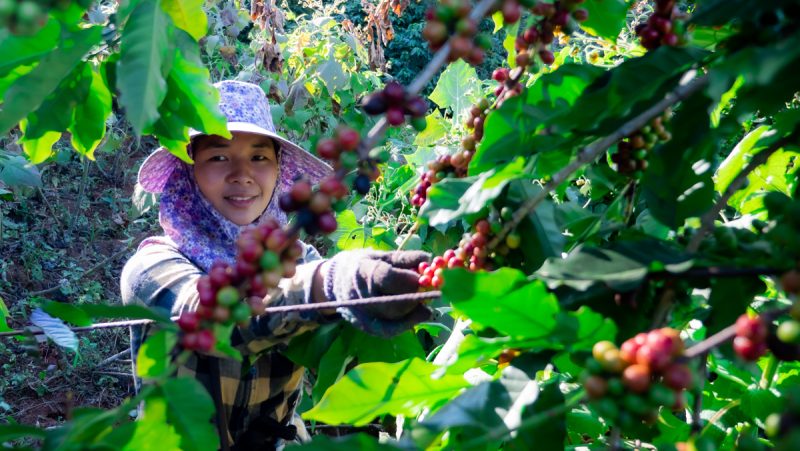 uprawa kawy w Azji