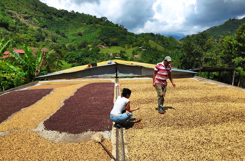 Uprawa kawy w Kolumbii – wywiad z współwłaścicielką plantacji El Caney