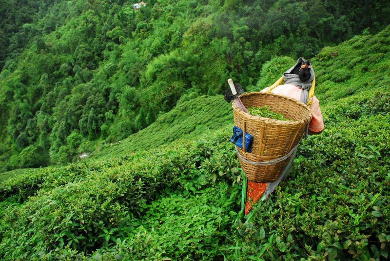 herbata Darjeeling